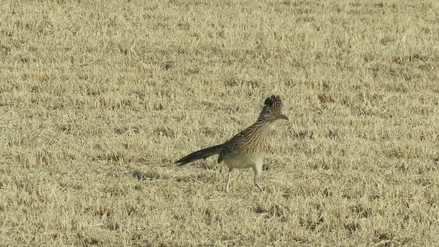 Greater Roadrunner - ML296951221