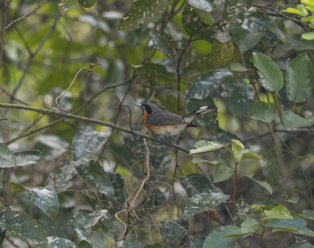 Spectacled Monarch - ML296952021