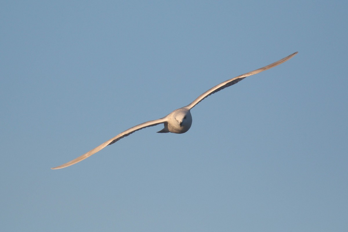 Iceland Gull (kumlieni) - Alex Lamoreaux