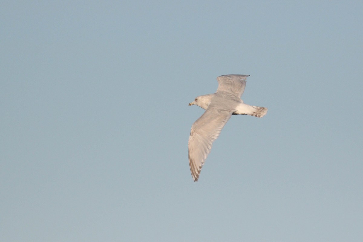 Iceland Gull (kumlieni) - Alex Lamoreaux