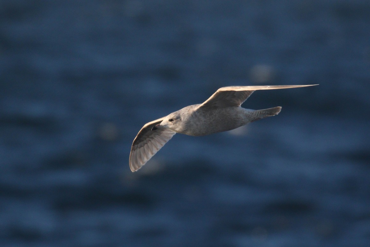 Iceland Gull (kumlieni) - Alex Lamoreaux