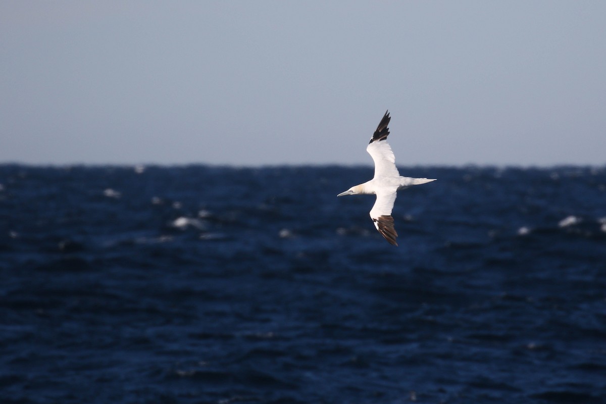 Northern Gannet - Alex Lamoreaux