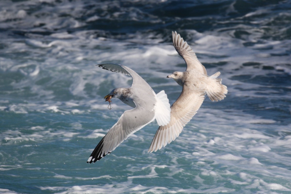 Iceland Gull (kumlieni) - Alex Lamoreaux