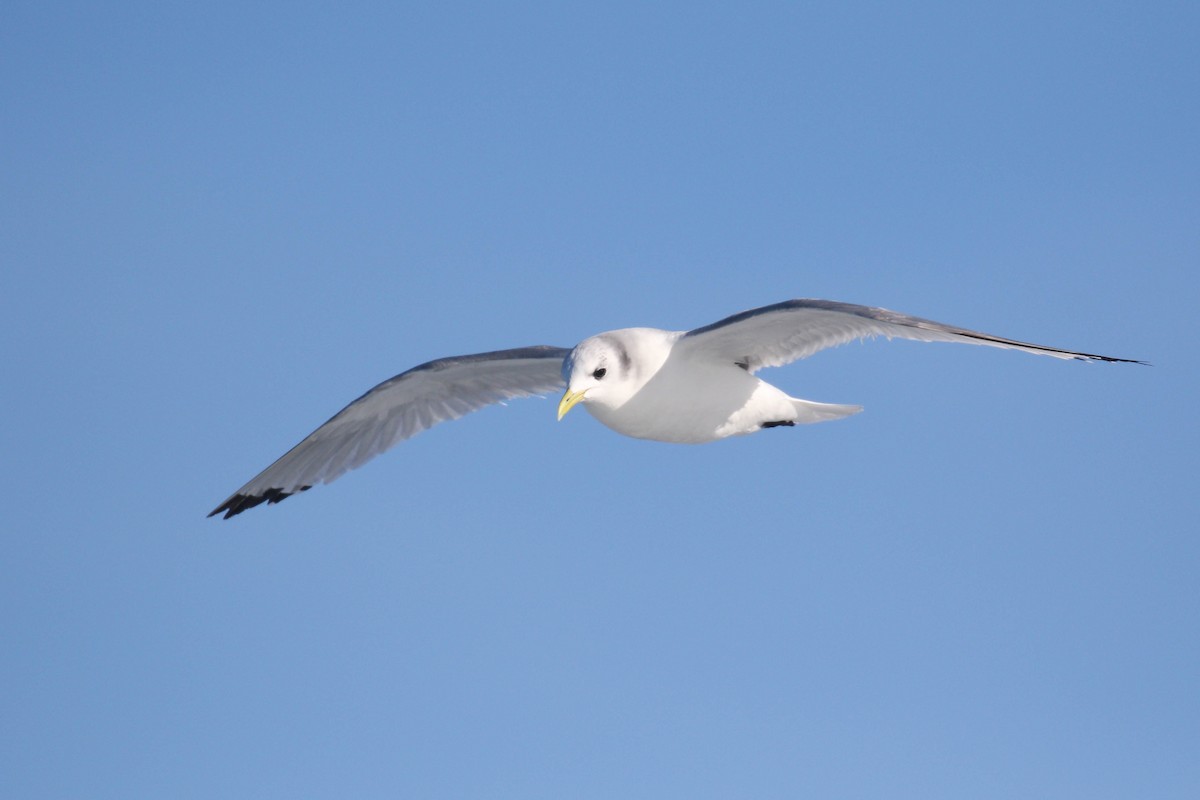 Black-legged Kittiwake - ML296955071
