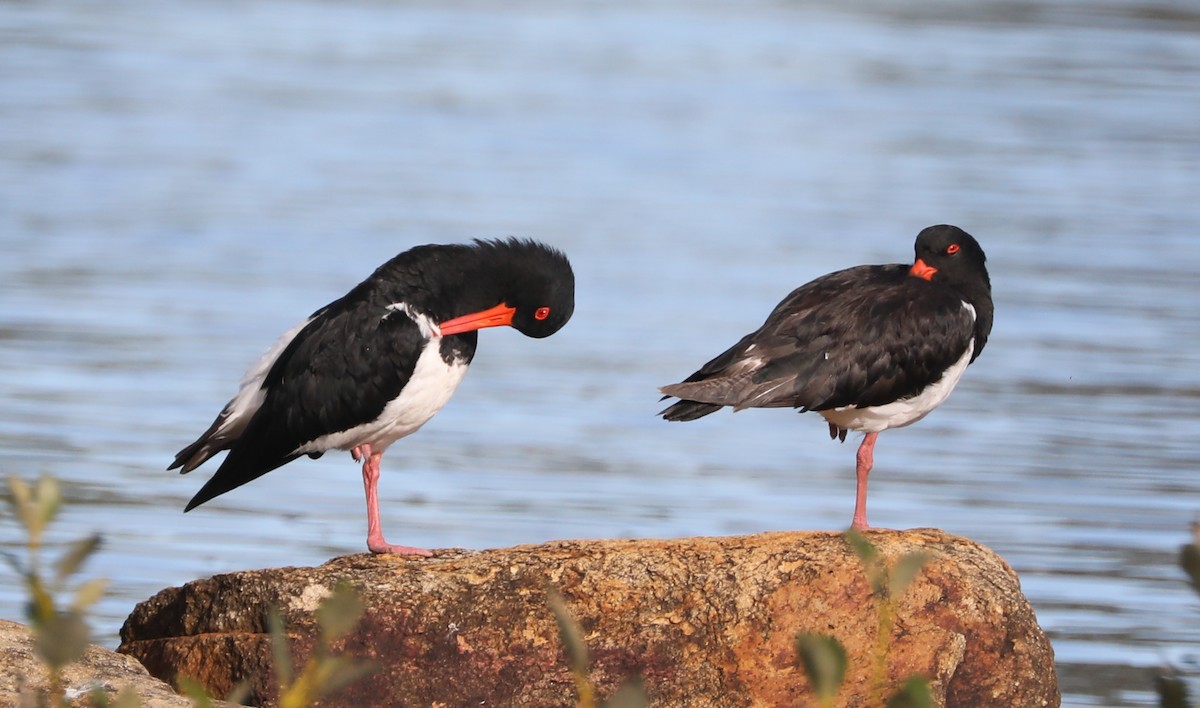 Pied Oystercatcher - ML296957921