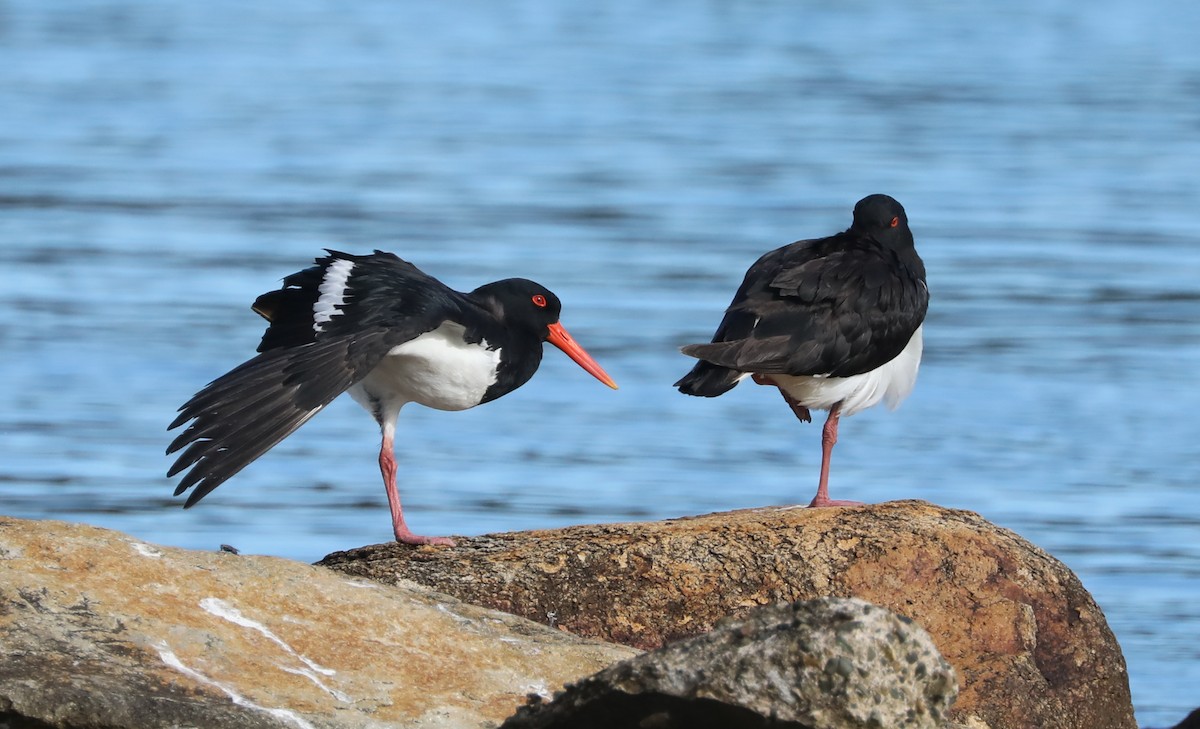 Pied Oystercatcher - ML296957971