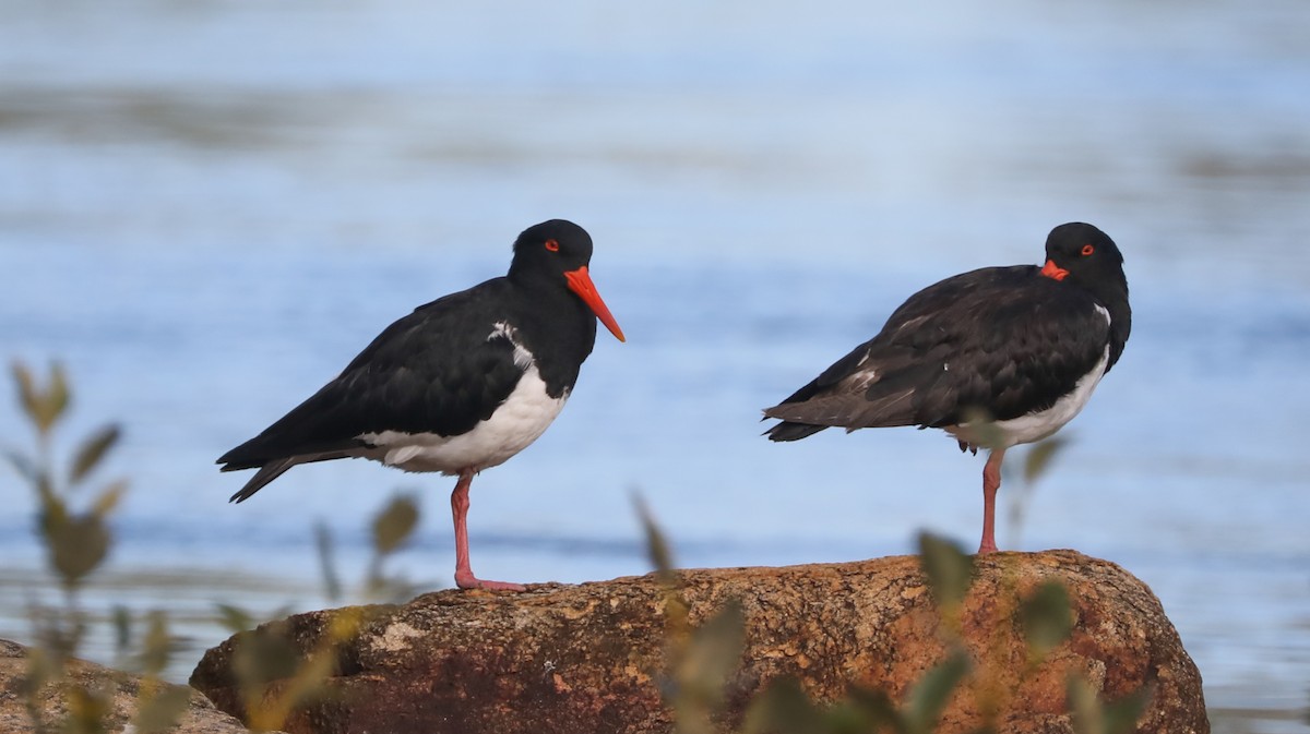 Pied Oystercatcher - ML296958001