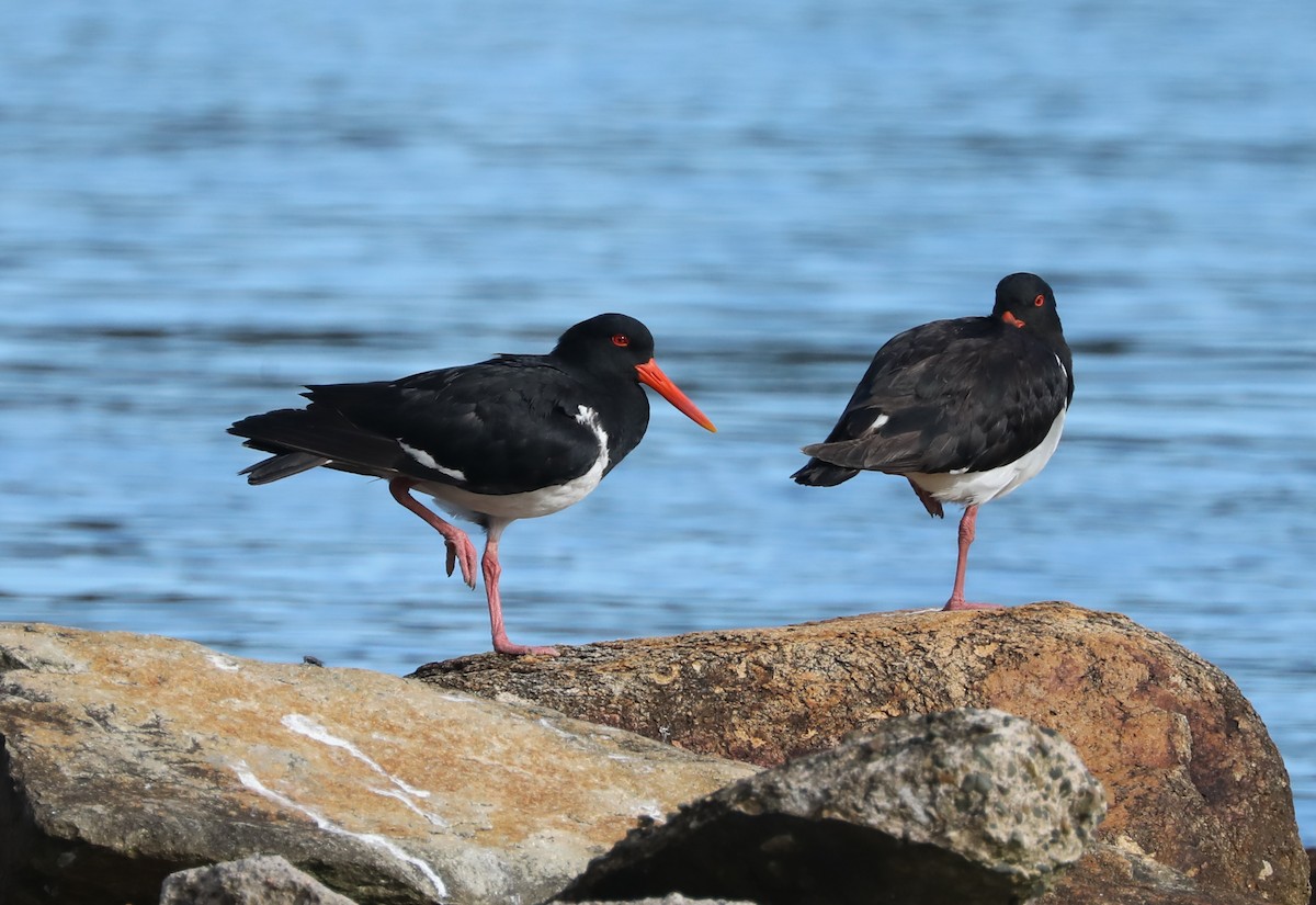 Pied Oystercatcher - ML296958021