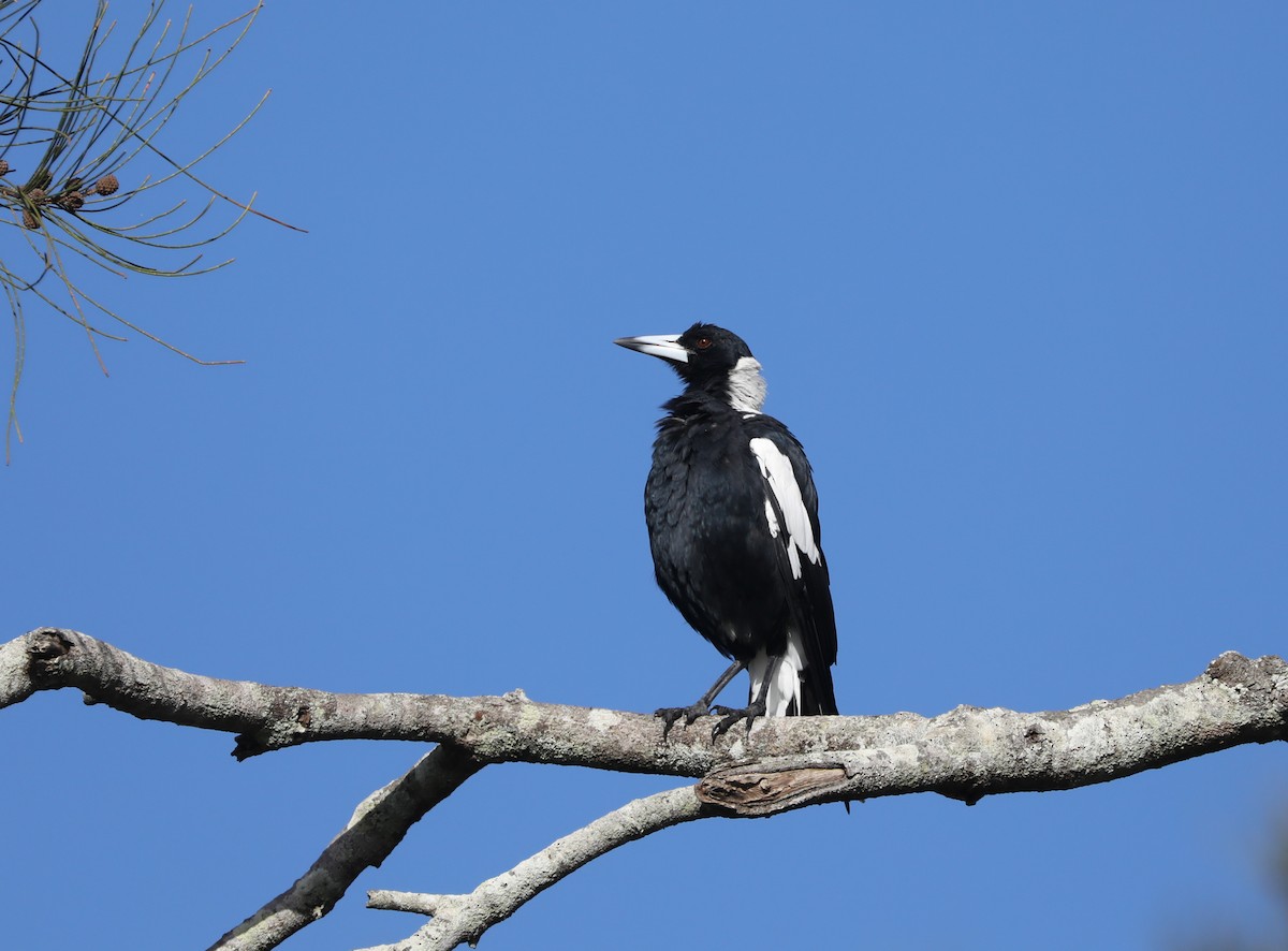 Australian Magpie - ML296958121