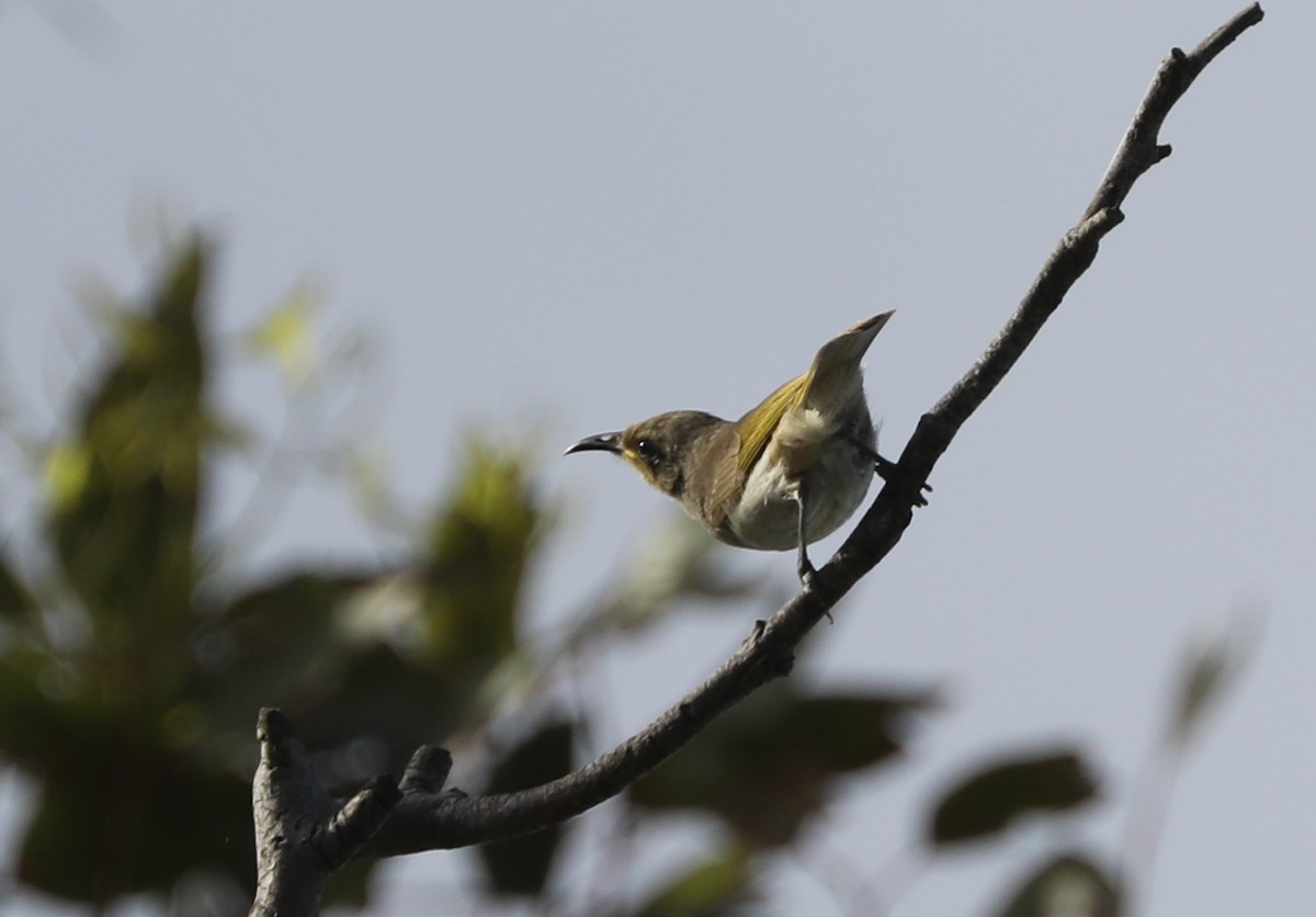 Brown Honeyeater - ML296958141