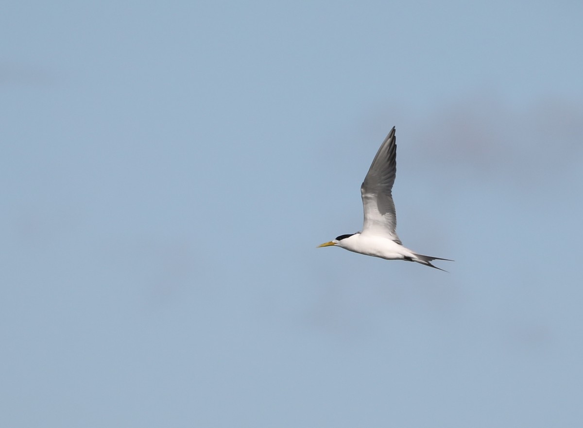 Great Crested Tern - ML296958191