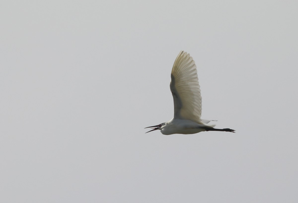 Little Egret - ML296958371
