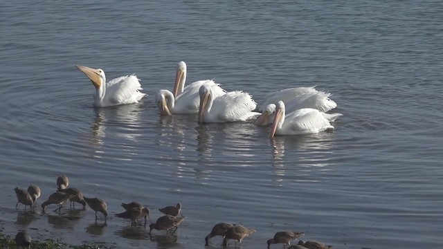 amerikapelikan - ML296959221