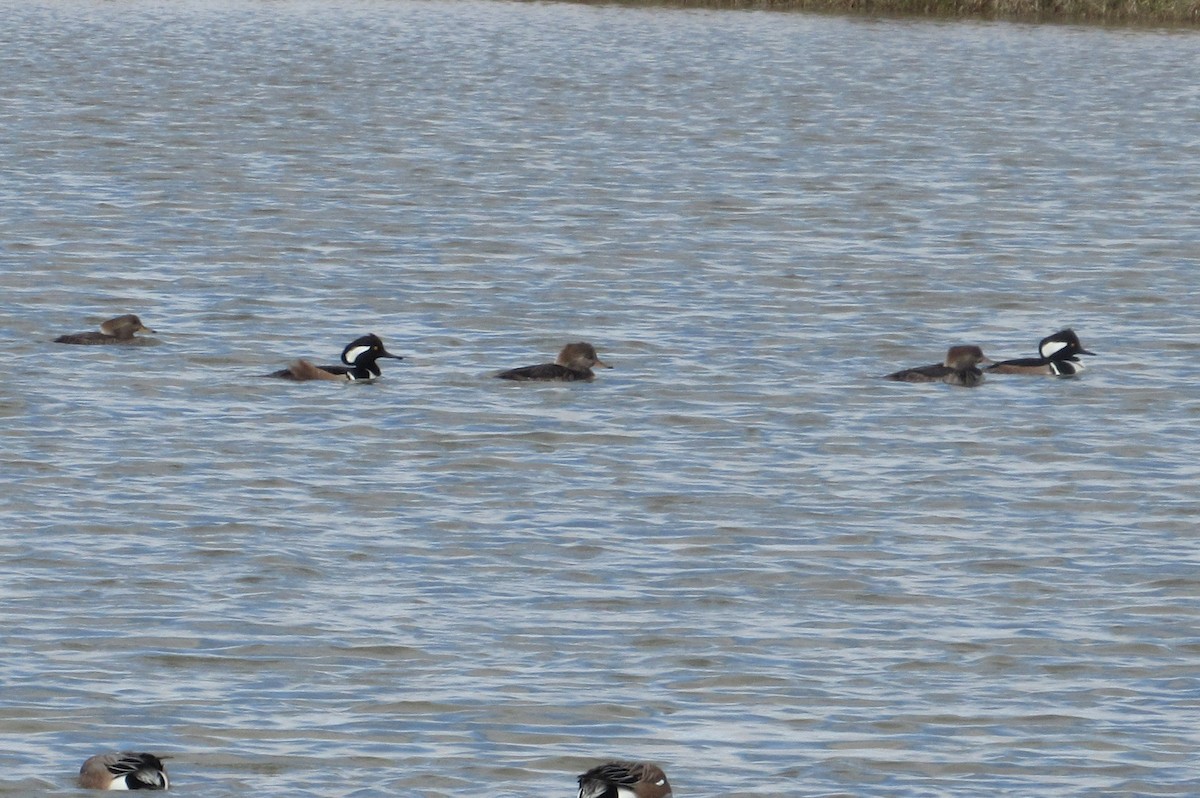 Hooded Merganser - Andrew Orgill