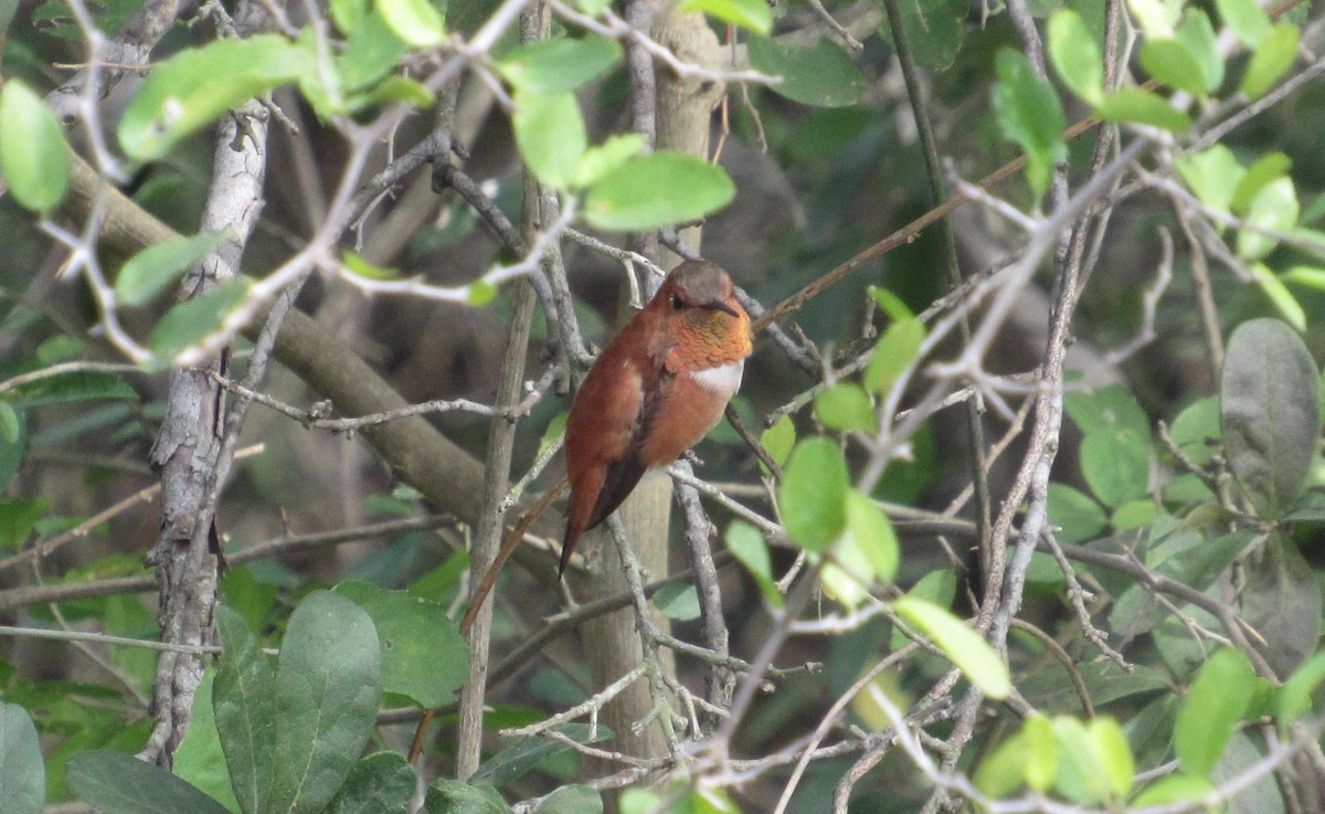 Rufous Hummingbird - ML296959711