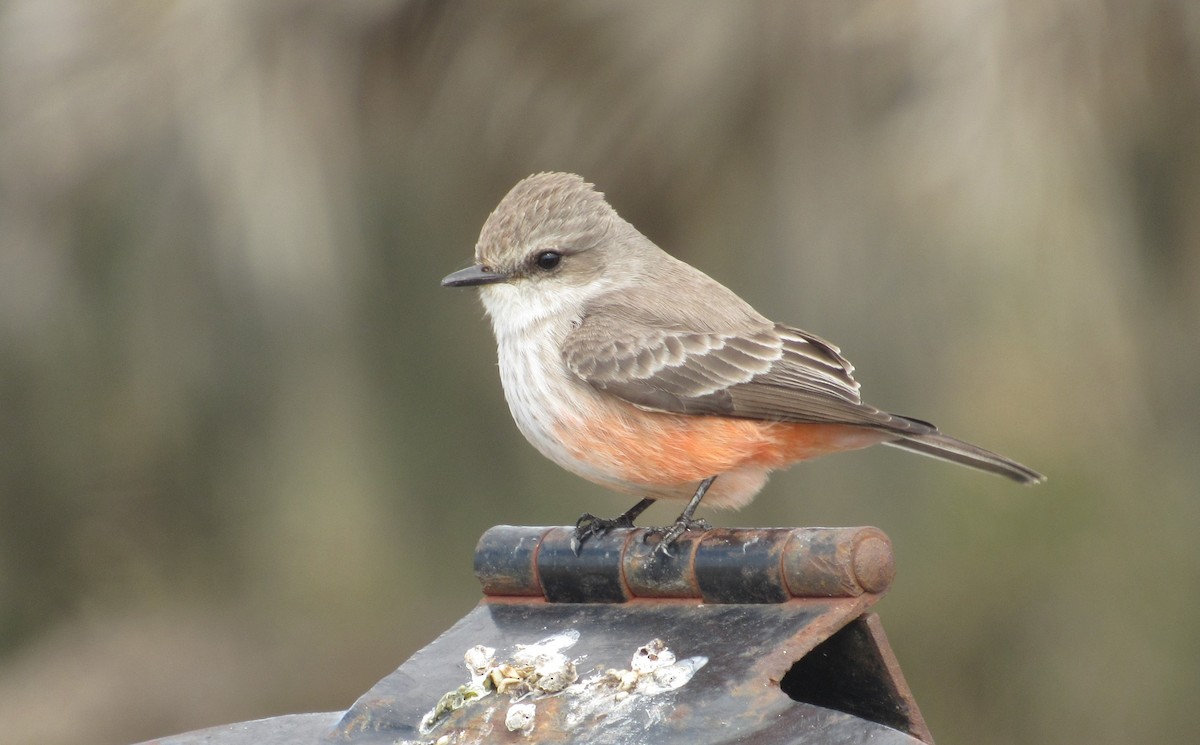 Vermilion Flycatcher - ML296959801