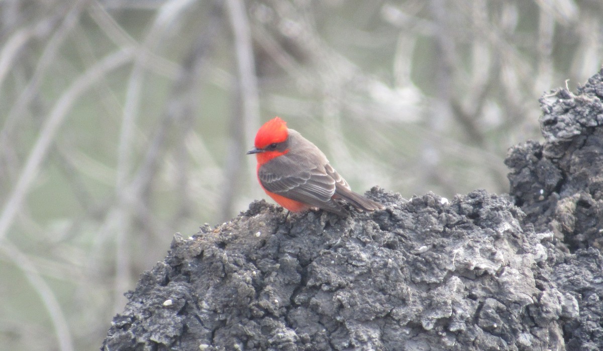 Vermilion Flycatcher - ML296959811