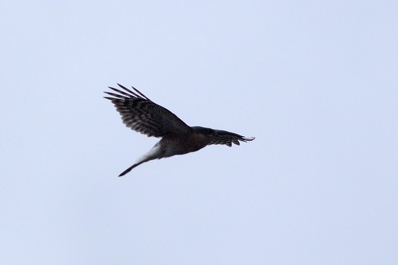 Eurasian Sparrowhawk - ML29696011