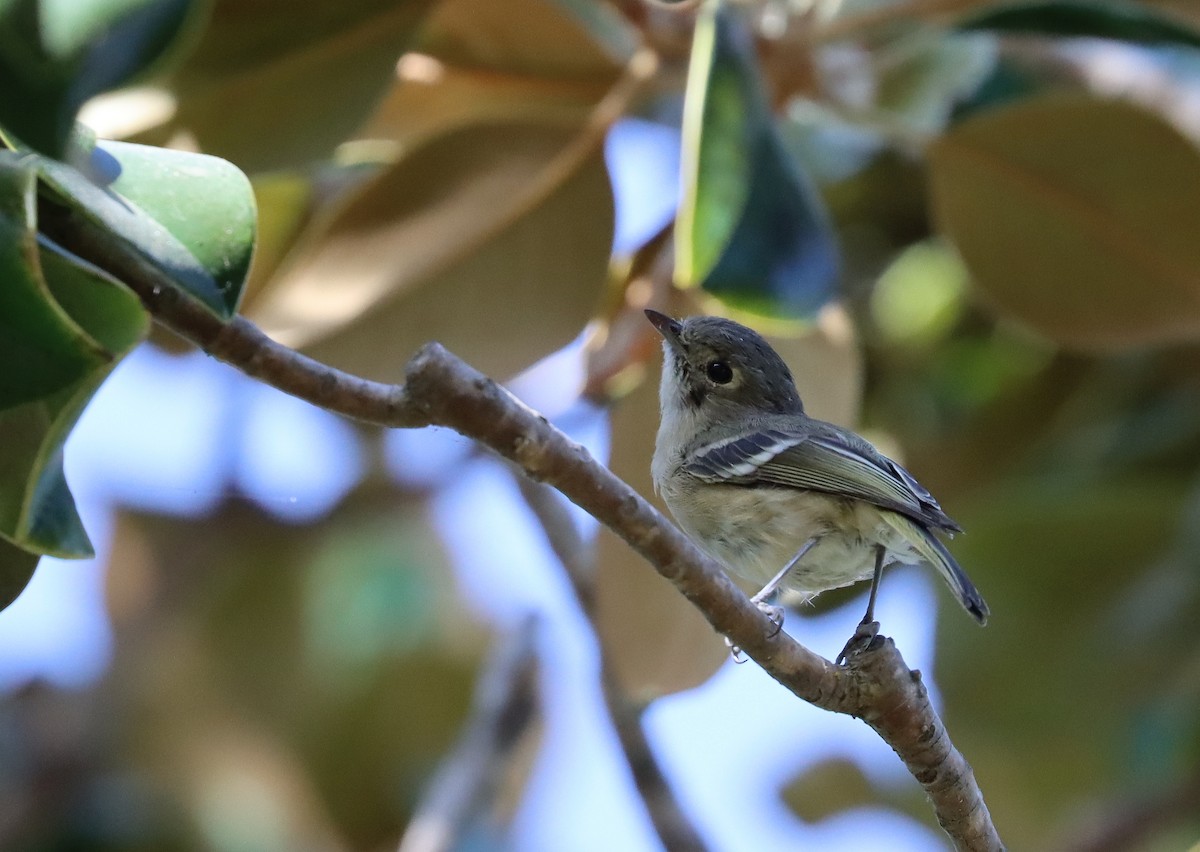 Hutton's Vireo - ML296960271