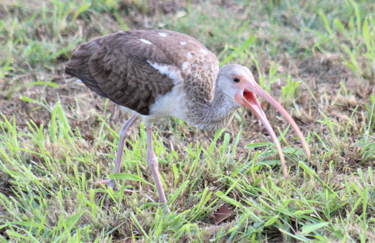 White Ibis - ML296960481