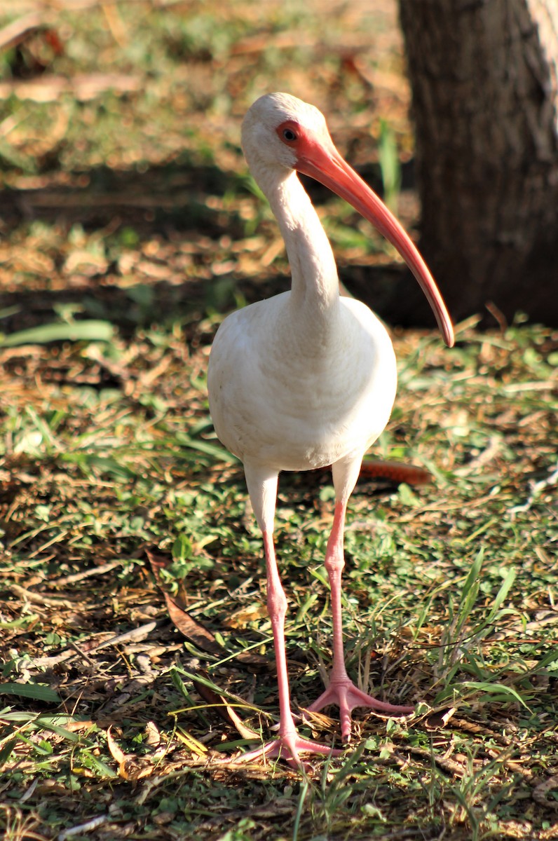 White Ibis - ML296960511