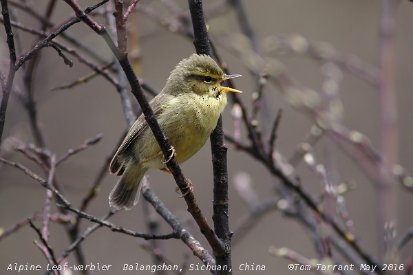 Tickell's Leaf Warbler (Alpine) - ML29696071