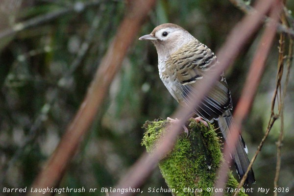 Barred Laughingthrush - ML29696111