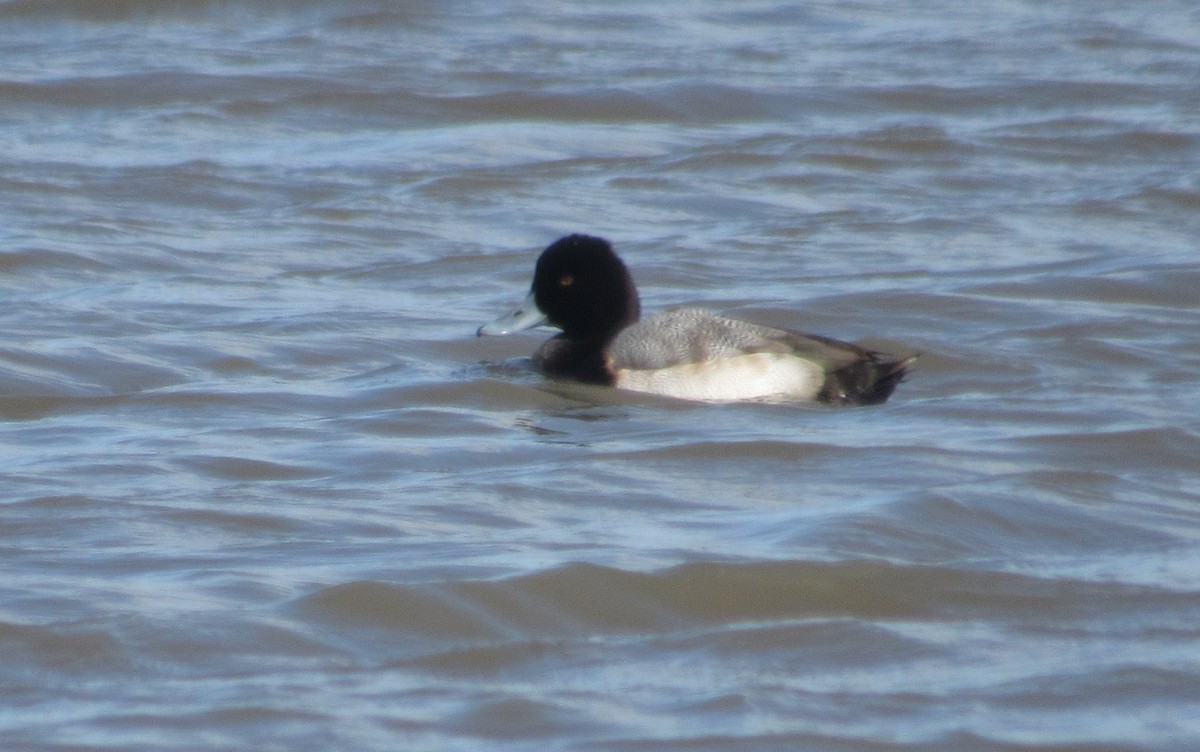 Lesser Scaup - Andrew Orgill