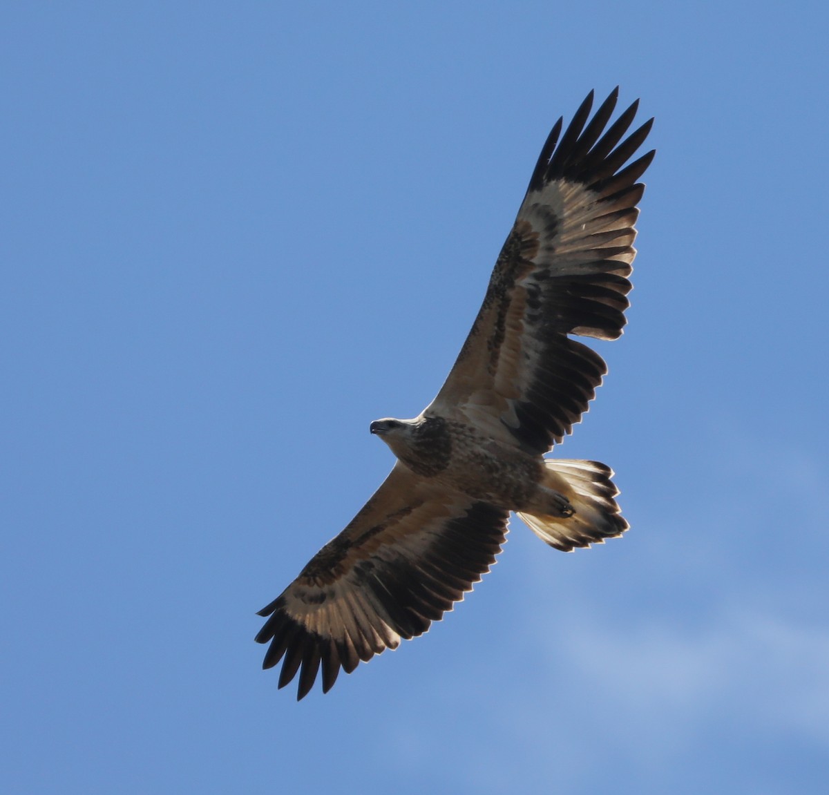 White-bellied Sea-Eagle - ML296964801