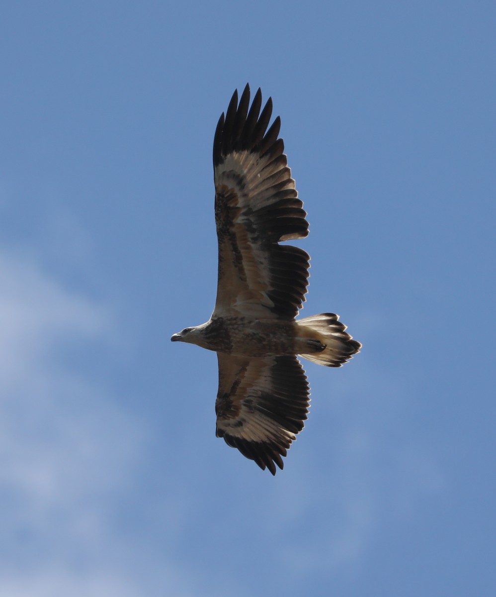 White-bellied Sea-Eagle - ML296964841