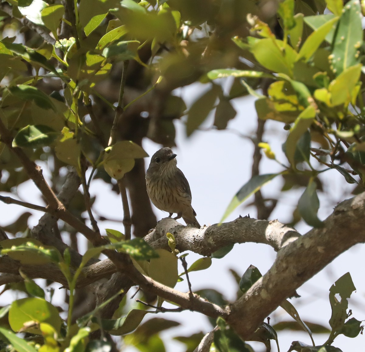 Rufous Whistler - ML296964871