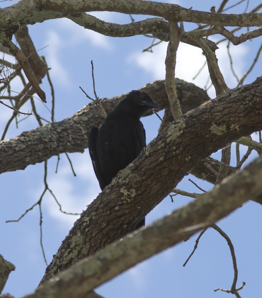 crow/raven sp. - ML296964931