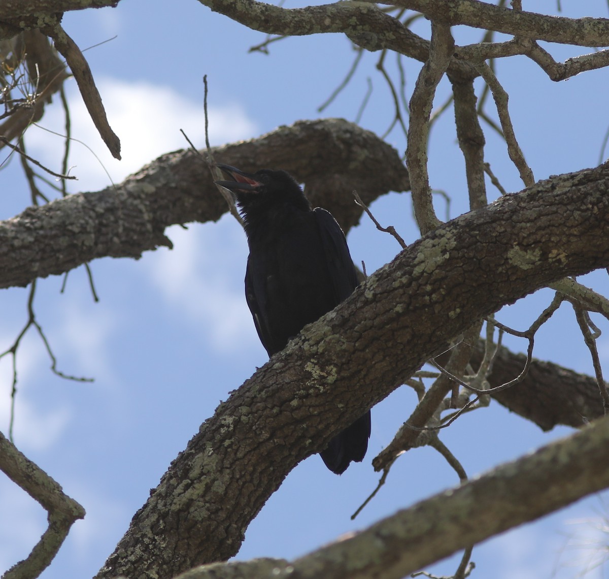 crow/raven sp. - ML296965001