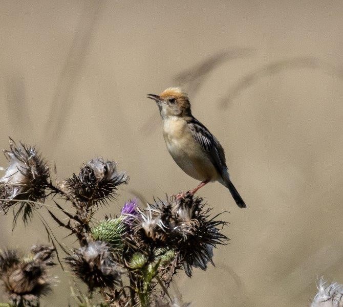 Golden-headed Cisticola - ML296965231