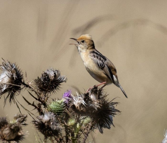 Golden-headed Cisticola - ML296965241