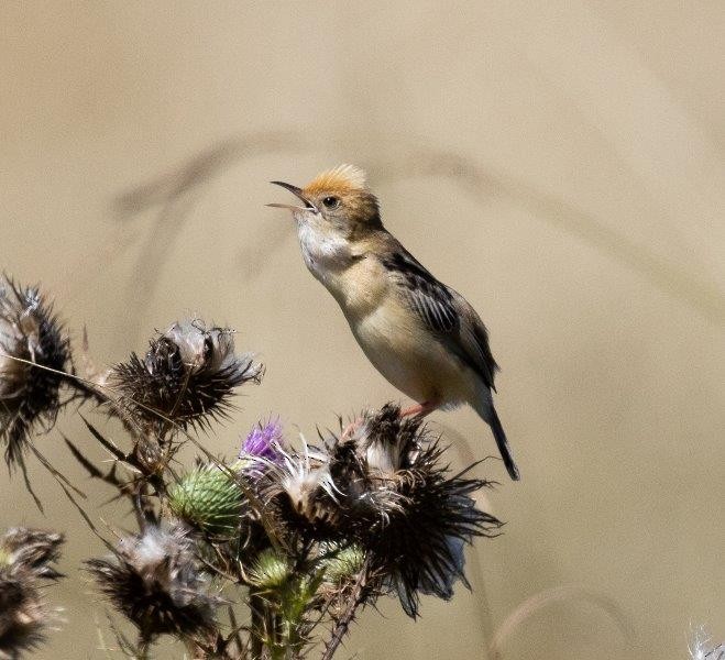 Golden-headed Cisticola - Betty Ray