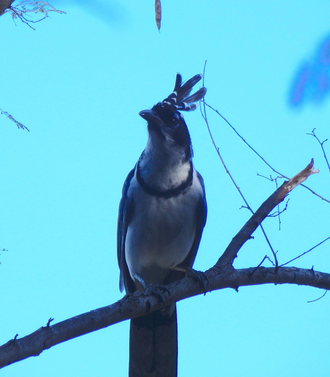 Black-throated Magpie-Jay - ML296966291