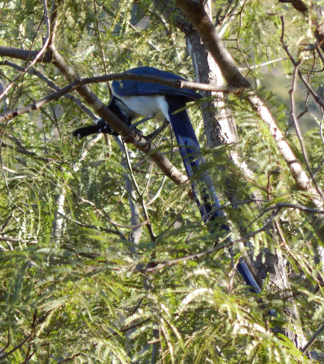 Black-throated Magpie-Jay - ML296966501