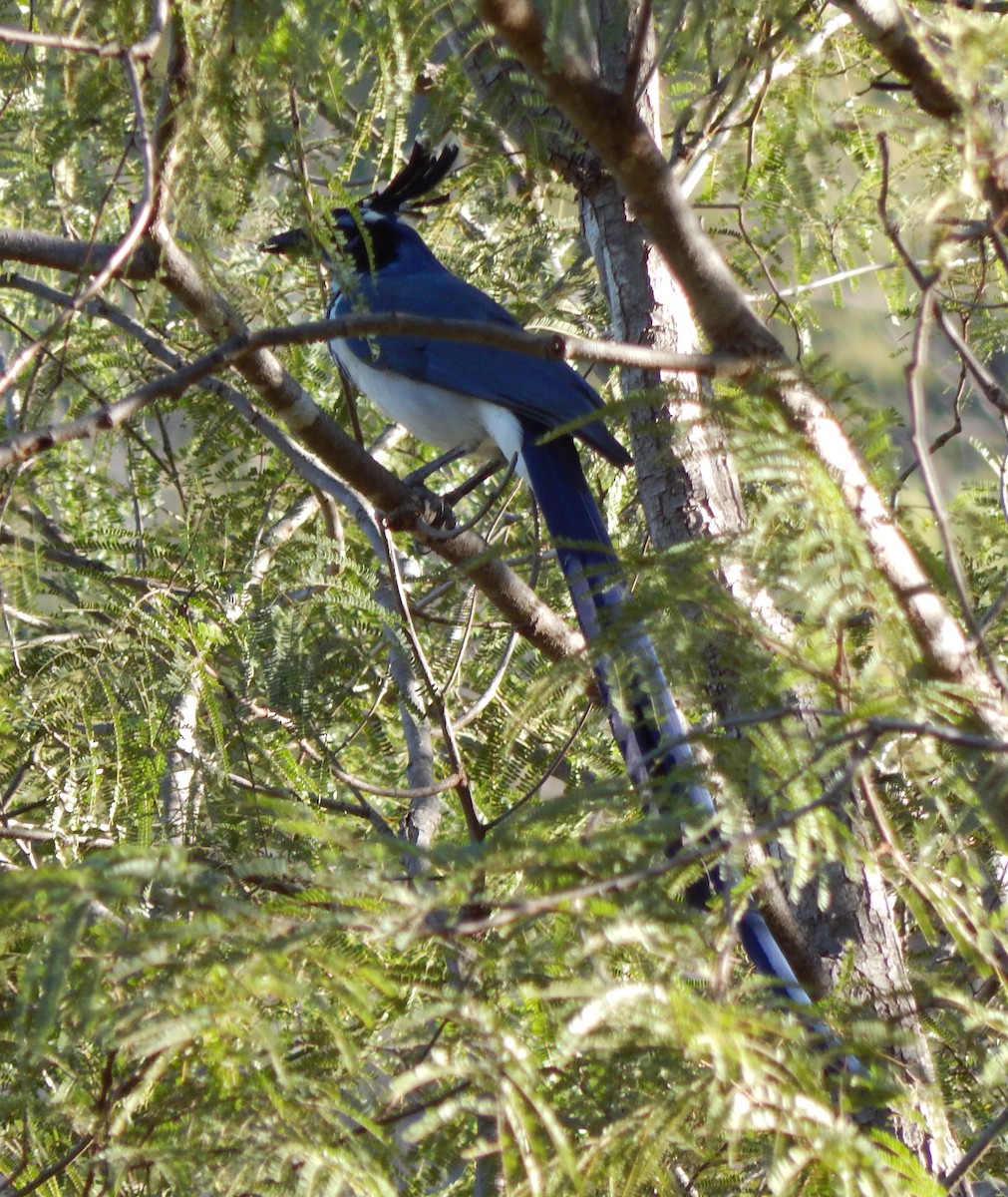 Black-throated Magpie-Jay - ML296966511