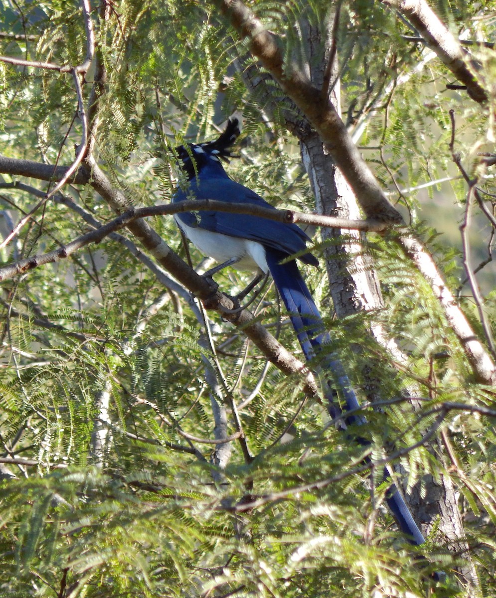 Black-throated Magpie-Jay - ML296966521