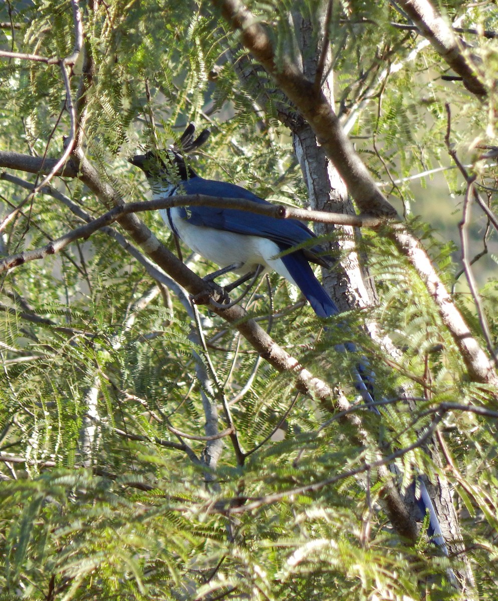 Black-throated Magpie-Jay - ML296966541