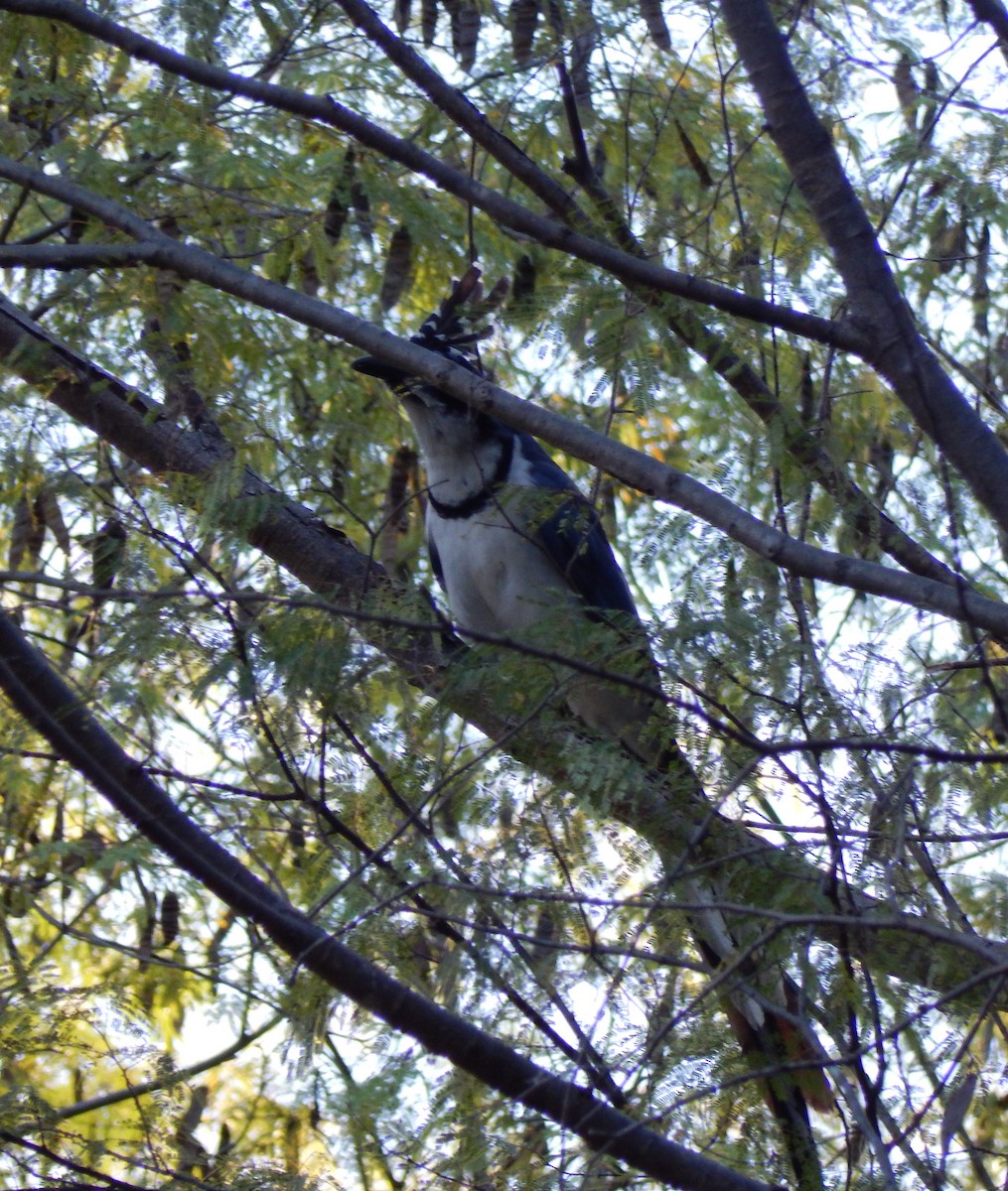 Black-throated Magpie-Jay - ML296966551