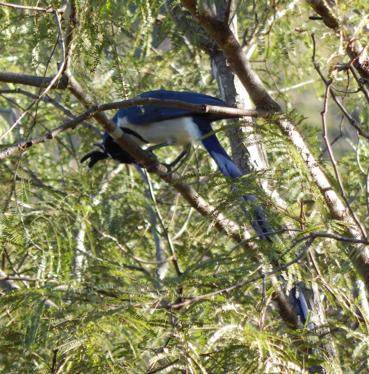 Black-throated Magpie-Jay - ML296966561