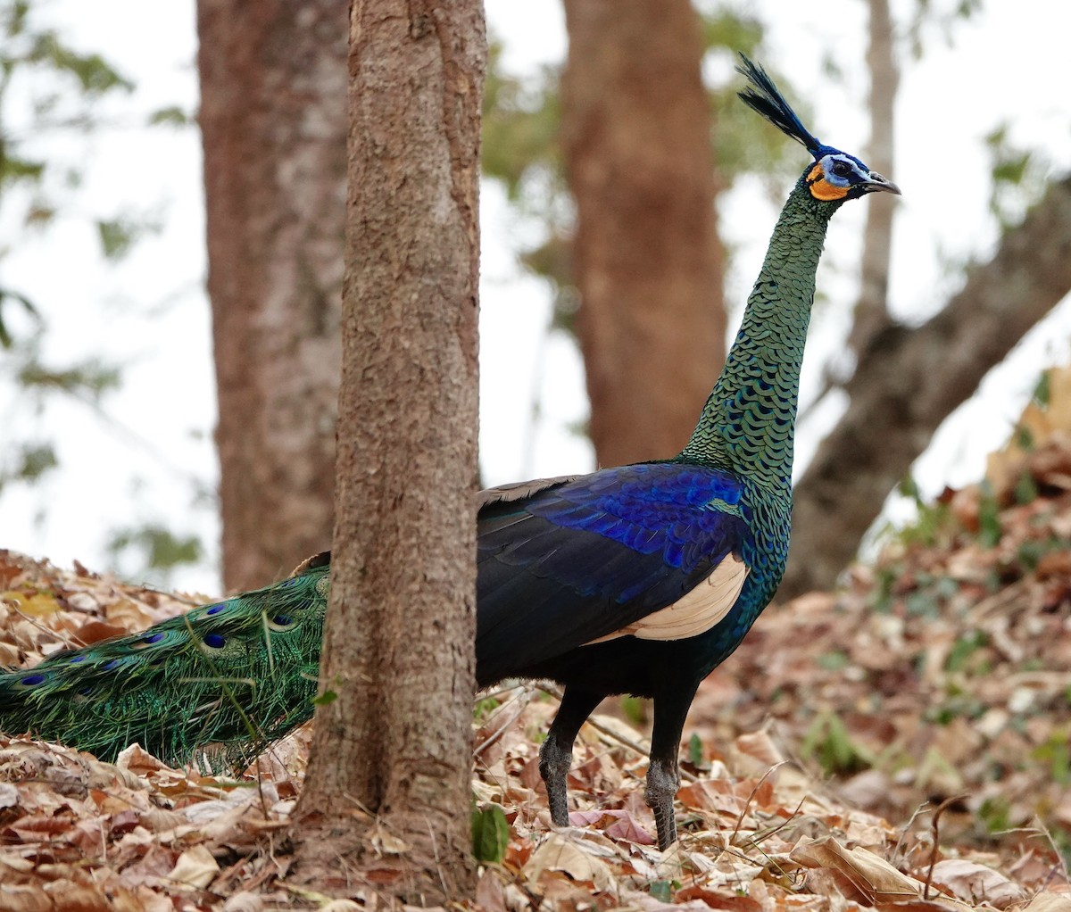 Green Peafowl - ML296967301