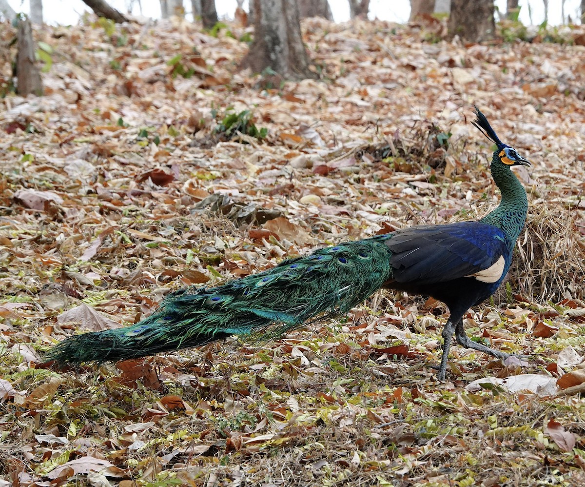 Green Peafowl - ML296967311