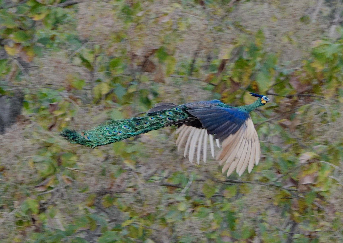 Green Peafowl - ML296967321