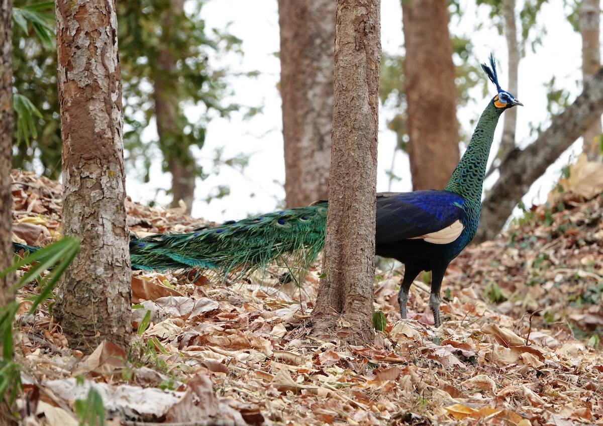 Green Peafowl - ML296967331