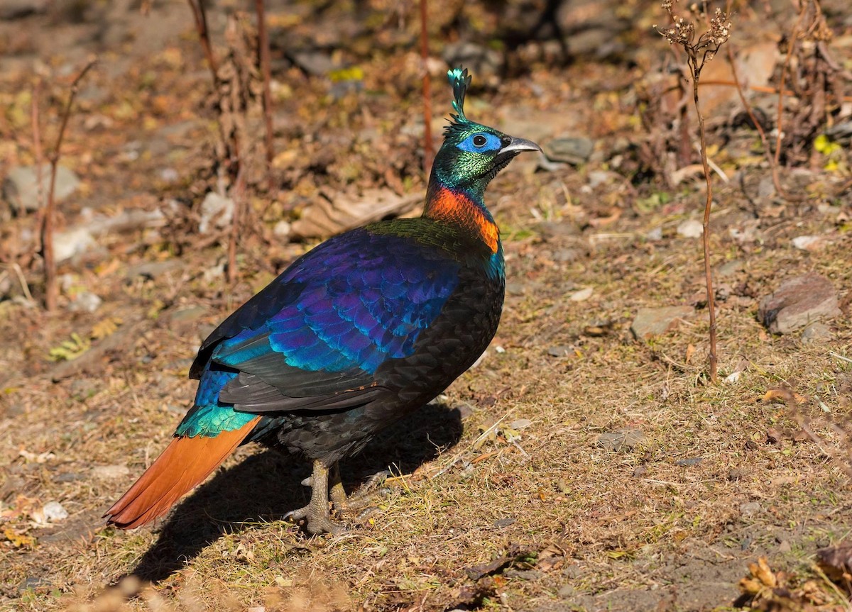 Himalayan Monal - ML296969201