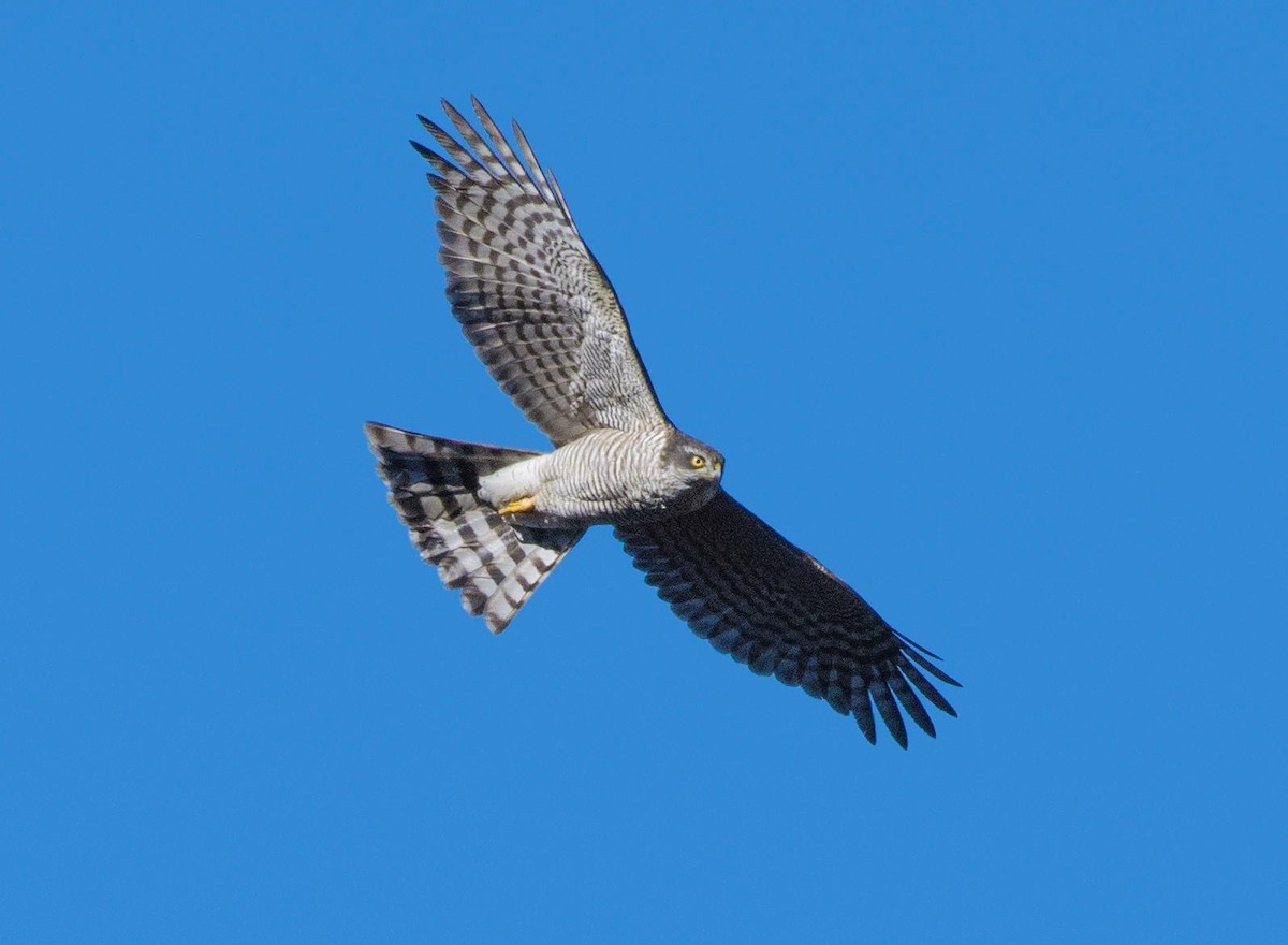 Eurasian Sparrowhawk - ML296969271