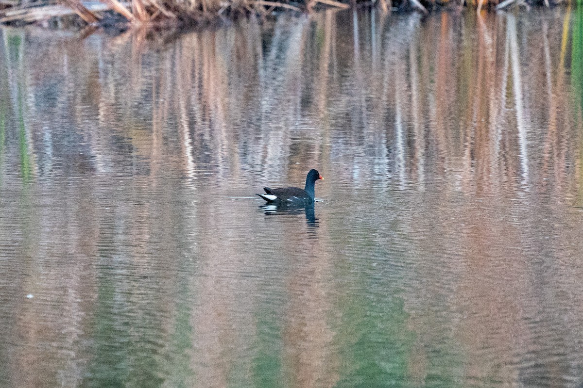 Common Gallinule - ML296969281